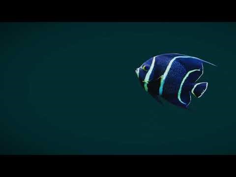 French Angelfish