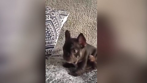 Puppy Fails That Are Just Too Adorable | Funny Animal Video