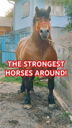 Draft Horses: What Makes These Giants So Special? 🐴💥