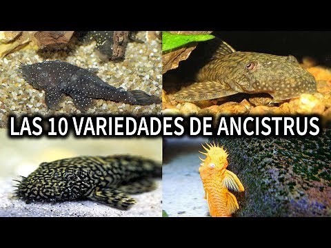 LAS 10 VARIEDADES DE ANCISTRUS | PEZ ANCISTRUS | AcuariosLP
