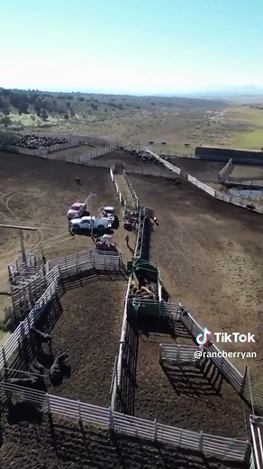 Efficient Preg Testing Day for Cattle Management