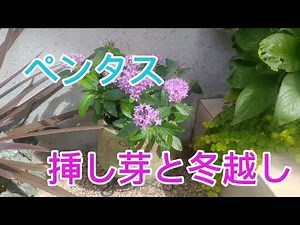 ペンタスの挿し芽と冬越し