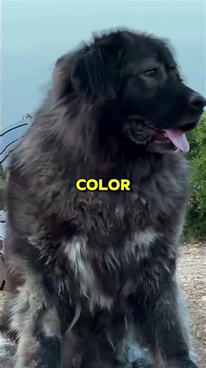 Streamers Who Gave Their Pets WEIRD Names #shorts