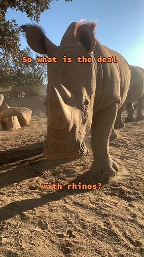 State of the rhino. What we are doing about it ➡️@San Diego Zoo #worldrhinoday