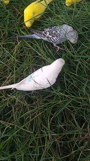 141K views · 4.2K reactions | Colorful Parrots Enjoy Their Favorite Treats | Nature Lover | Facebook