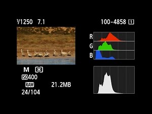 Canon: Bird Photography with Arthur Morris: Getting the right exposure