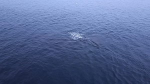 A beautiful, calming video from Qeqertarsuaq in western Greenland. Watch a zodiac boat from high above heading back to the M/V Sea Spirit through several lovely icebergs, as bowhead and humpback whales glide through the cold water. Enjoy. #greenland #arctic #whales #iceberg | Poseidon Expeditions
