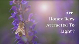 Are Honey Bees Attracted To Light?