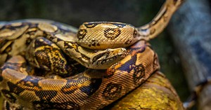 Voici le plus grand serpent de France : sa taille va vous surprendre !