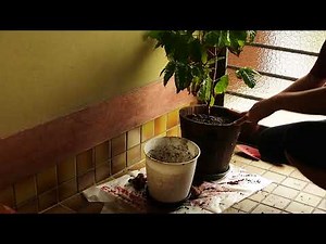 コーヒーの木の植え替え3年目コーヒーYouTuber