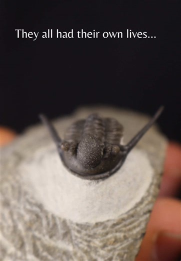 Exploring Fossil Creatures: Crabs, Trilobites, and Eurypterids