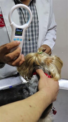 Microchip para tu mejor amigo 🐾