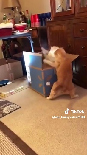 The Most Effective Cat Trap Tutorial