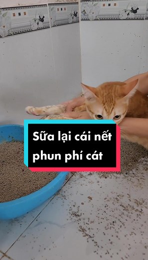 Dạy lại Đạo Đức cho Nùi Dẻ #animals #khethui #funnycats