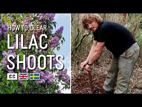 Easy Way to Handle Lilac Shoots Taking Over Your Garden | Slåttergubben