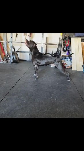 Vader XL Bully Spring Pole Workout for Muscle Building and Energy Burn