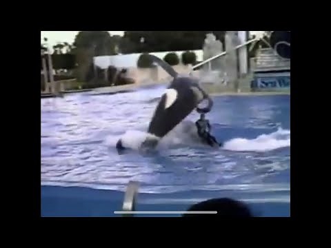 Orca Attack Of John Sillick