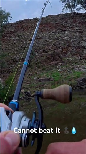 Murray cod fishing on surface 👌🔝💧