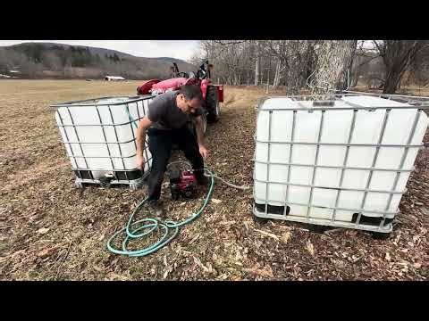 Collecting Sap to turn into Maple Syrup