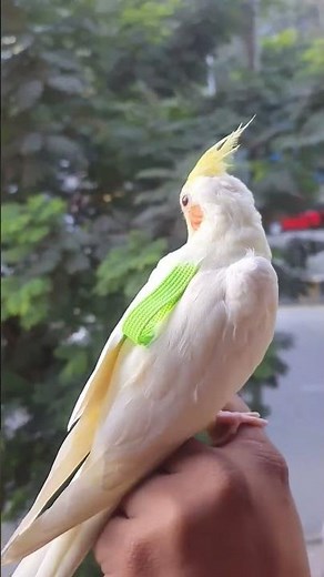 Bird Harness | Cockatiel Harness