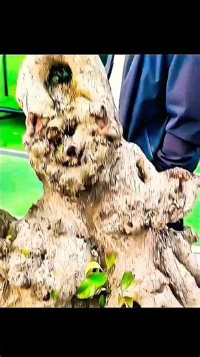 Bonsai 100 Years Old – Rare Bonsai Masterpieces