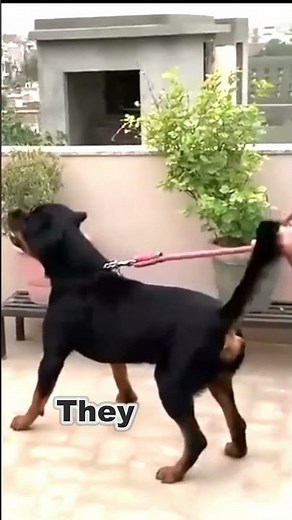 Doberman Pinscher or The Rottweiler: Which Breed Makes The Best Guard Dog