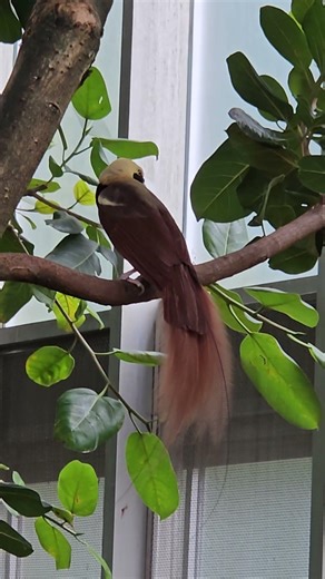 Raggiana Bird -of - Paradise-New bird