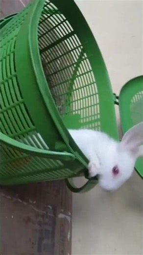 cute rabbit 🤩🐰🐰🐰