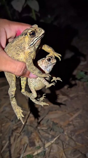 Funny Frog Tiki Tiki: A Hilarious Frog Encounter