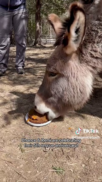 Cake for donkeys 🫏 🎉 We love celebrating rescue anniversaries, birthdays, and milestones for the animals at our farm animal sanctuary! Chance and Remi were young, scared, and emaciated when a family rescued them from auction and contacted The Gentle Barn to give them a safe, loving home. These BFFs have found paradise and are always playing, rolling, napping, and eating the best snacks together. #donkeytok #rescuedanimals #rescueanniversary #cake