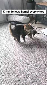 435_The strangest thing happened - as soon as Rusty (the black cat that loved Bambi) got adopted, Monty took his place and started following Bambi around too 😂 All of them have been adopted no | Fostering kittens