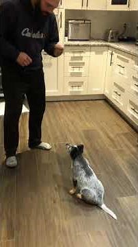 Blue Heeler puppy training, 9 weeks old