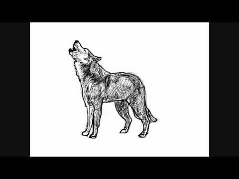 Dessin de loup - Comment Dessiner