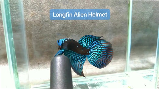 Longfin Alien Helmet #cupang #alienbetta #halfmoonalien #alienhybrid #cupangkontes #fypシ゚ #cupangalien #halfmoon