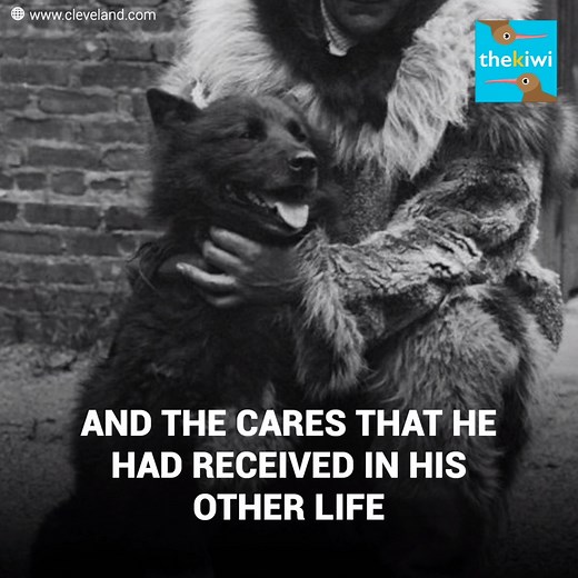 Balto gave his life for humanity. And in exchange, he only received a shameful attitude. In 1925, the city of Nome, Alaska, was hit by the diphtheria epidemic. The weather and the difficult transport conditions were the biggest challenges that the area faced when it came to stocking up on medicines. However, the strength of this husky called Balto led him to become the biggest hero of that town. Subscribe for more http://bit.ly/yt-thekiwi | The Kiwi