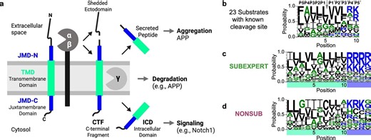 Novel AI method sheds light on how enzyme linked to Alzheimer’s selects its targets – Lifeboat News: The Blog