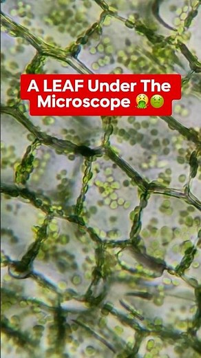 LEAF Cells Through a Microscope! 😱😱