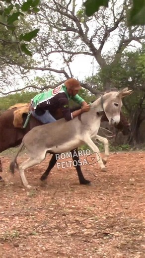 Pega de Jegue #romariofeitosa #pegadeboinomato