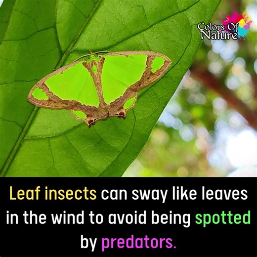 Leaf insects | Colors Of Nature