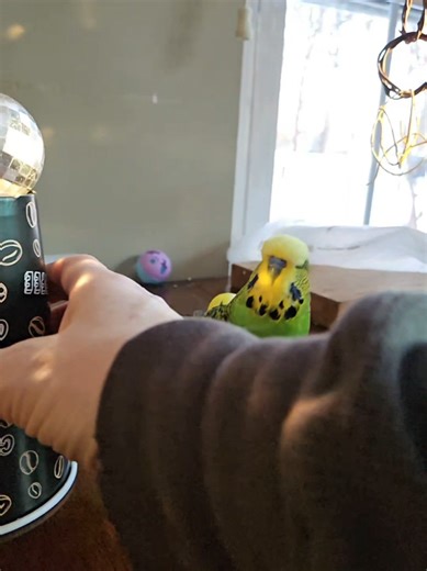 Fun Budgie Moments in Slow Motion