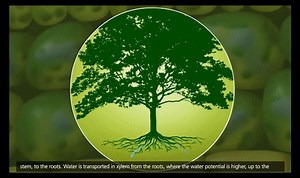 Plant Transport  Xylem and Phloem, Transpiration 3D Animation on Make a GIF