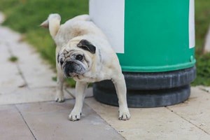 How To Clean Your Dog’s Urine From Your Concrete Patio & Prevent From Reeking | All Things Backyard
