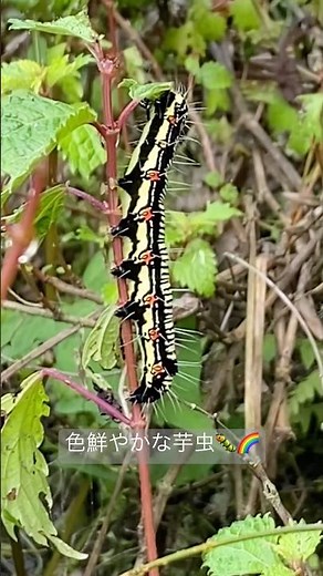 色鮮やかな芋虫🐛🌈