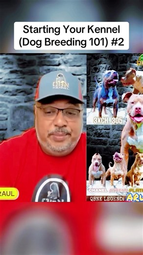 Starting Your Kennel (Dog Breeding 101) #2 #starting #kennel #breeding | Kennel Dog
