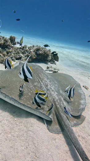 Whip Tailed Ray being cleaned #seacreatures #reeflife #gopro #marinelife 🇺🇸🇩🇰🇳🇴🇦🇺