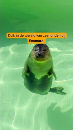 Ontdek de leukste uitjes op Texel! #vakantietips #vakantie #nederland #verborgenparels