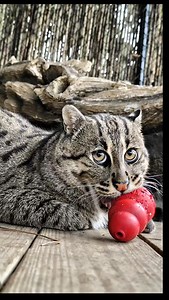 Finley, our female fishing cat, loves her new Kong toy that someone donated ❤️ Check out our Amazon wishlist for fun new toys and supplies that the cats love! https://www.amazon.com/registry/wishlist/39WTM0X4WPU3A/ref=cm_sw_em_r_mt_gm__wl | Panther Ridge Conservation Center