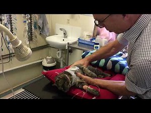 Cat paralysed by brown snake bite