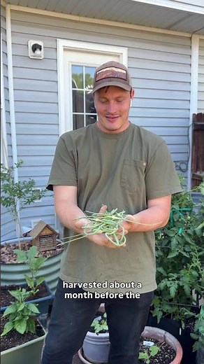 Garlic Scape Pesto