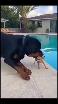 Chihuahua vs Rottweiler